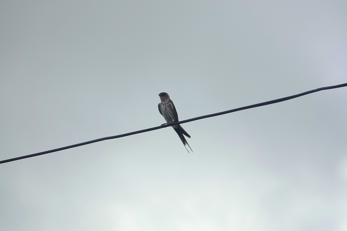 Eastern Red-rumped Swallow (Striated) - ML638004032