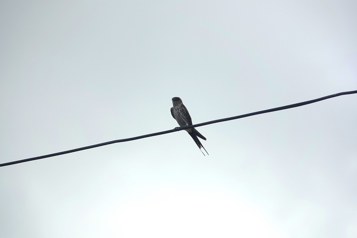 Eastern Red-rumped Swallow (Striated) - ML638004057