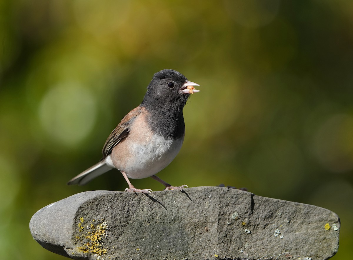 Dark-eyed Junco (Oregon) - ML638004080