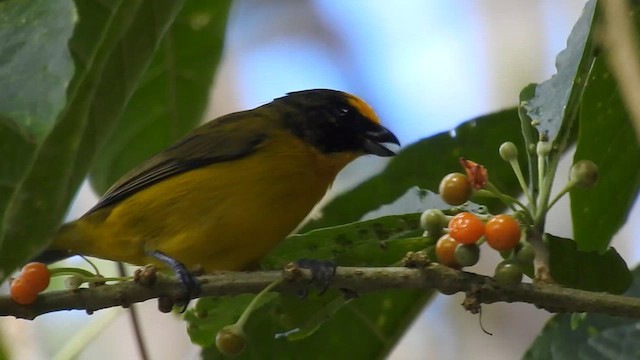 Thick-billed Euphonia - ML638004086
