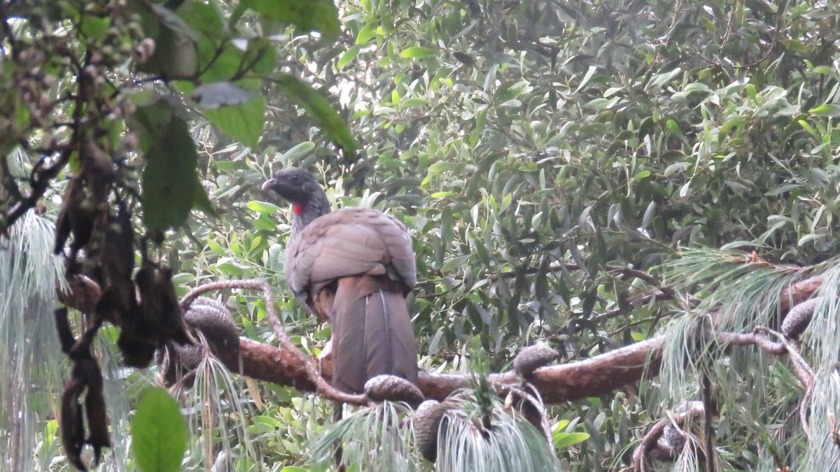 Andean Guan - ML638004101