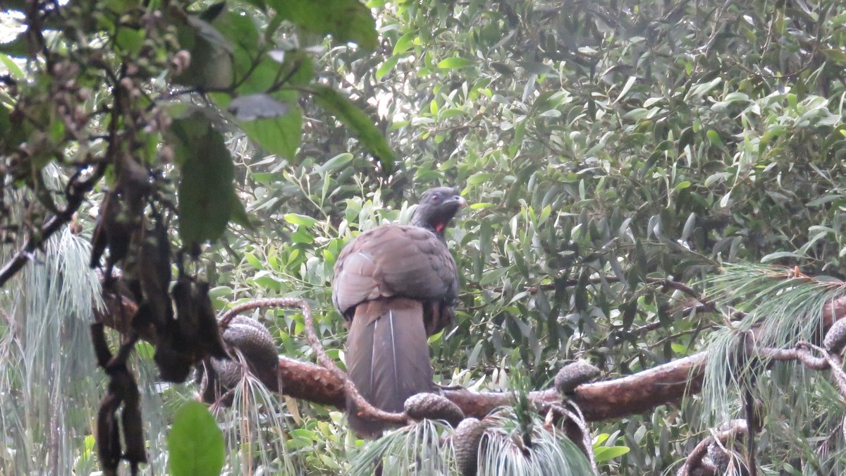 Andean Guan - ML638004102