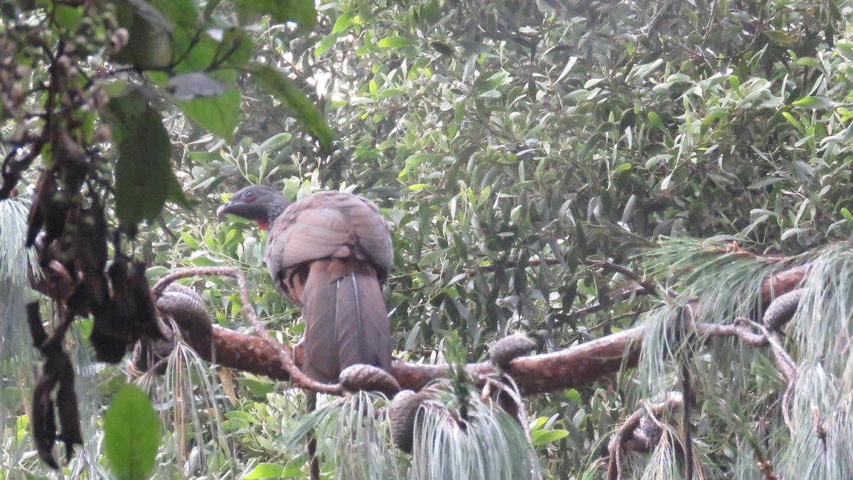 Andean Guan - ML638004103