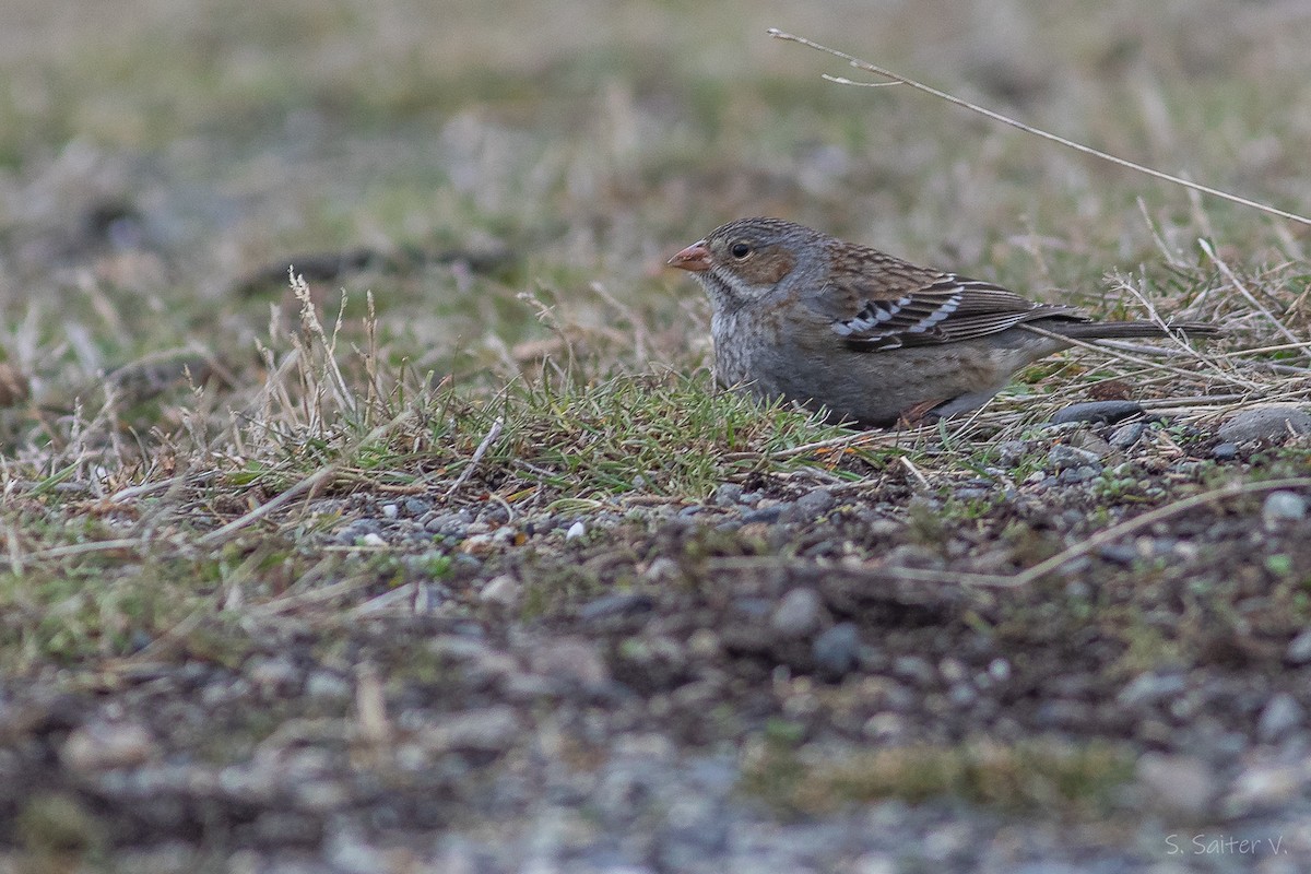 Mourning Sierra Finch (Mourning) - ML638004167