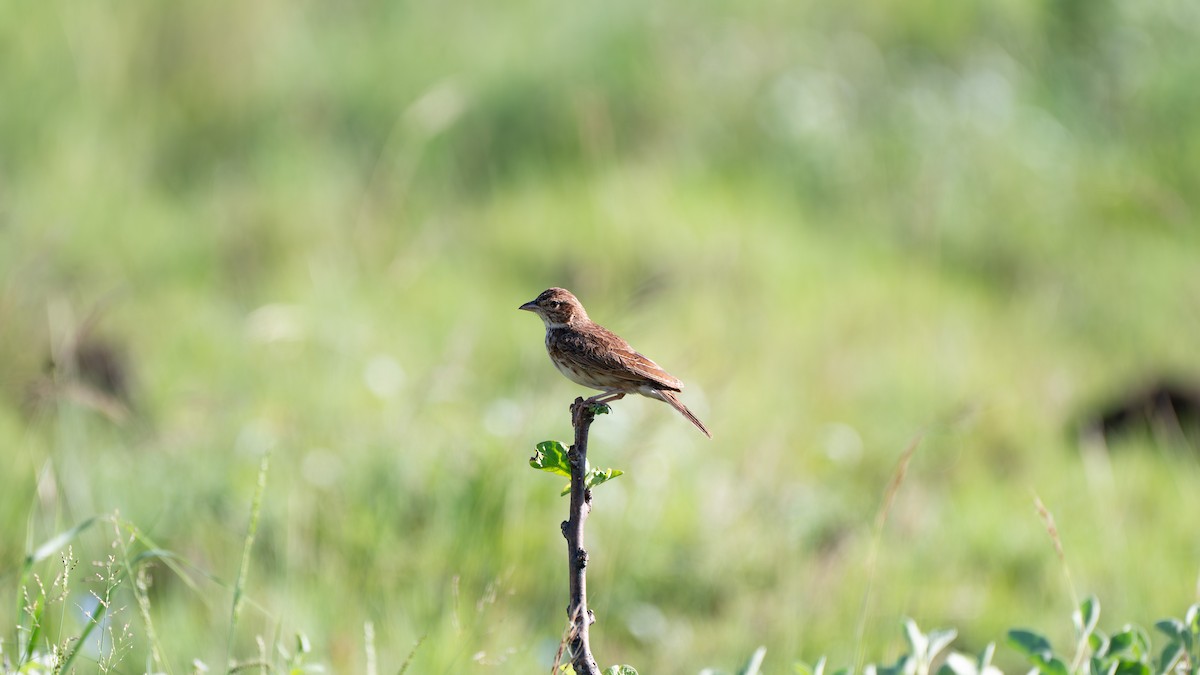 Singing Bushlark (Singing) - ML638004192