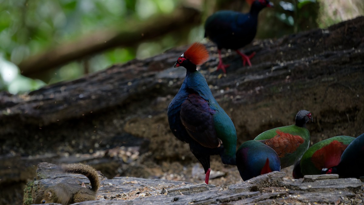 Crested Partridge - ML638004230