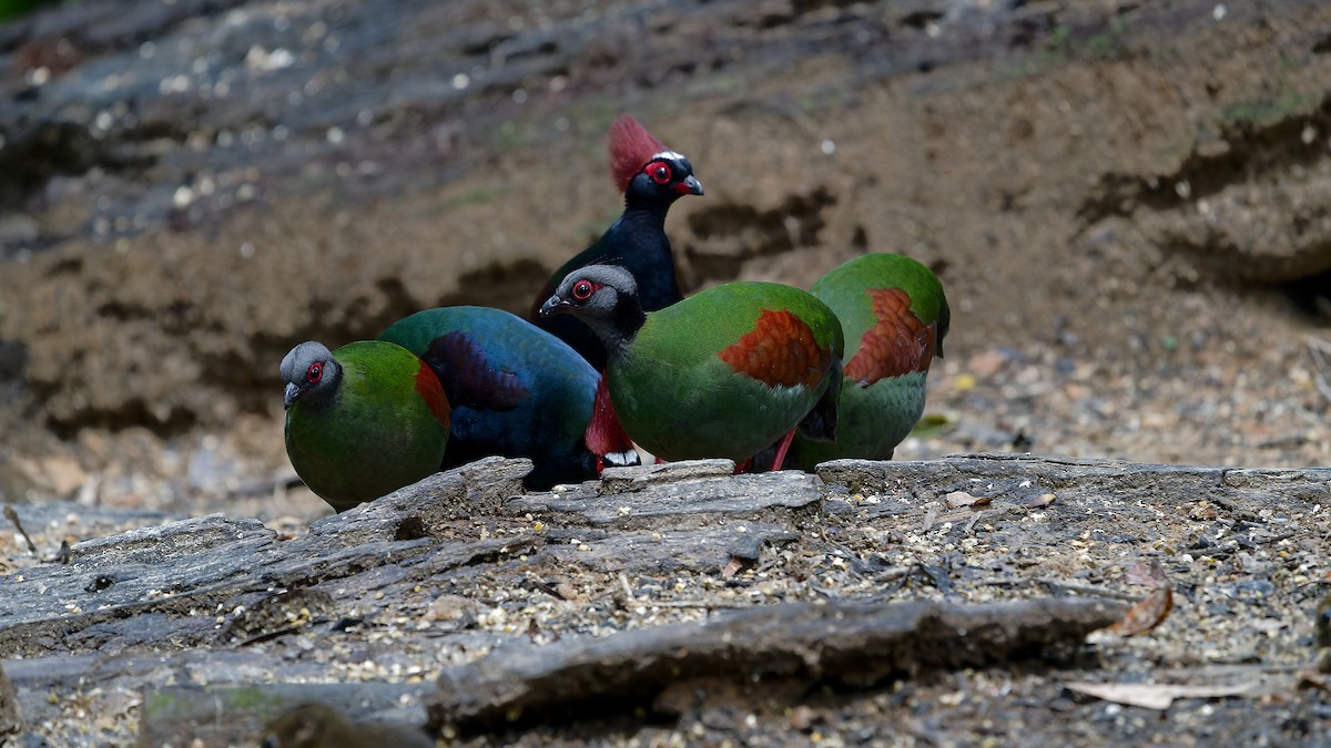 Crested Partridge - ML638004231