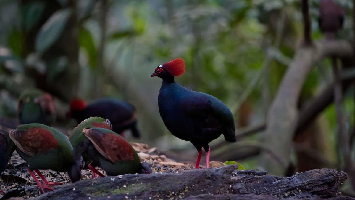 Crested Partridge - ML638004275