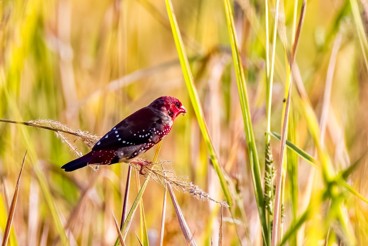 Red Avadavat - ML638004277
