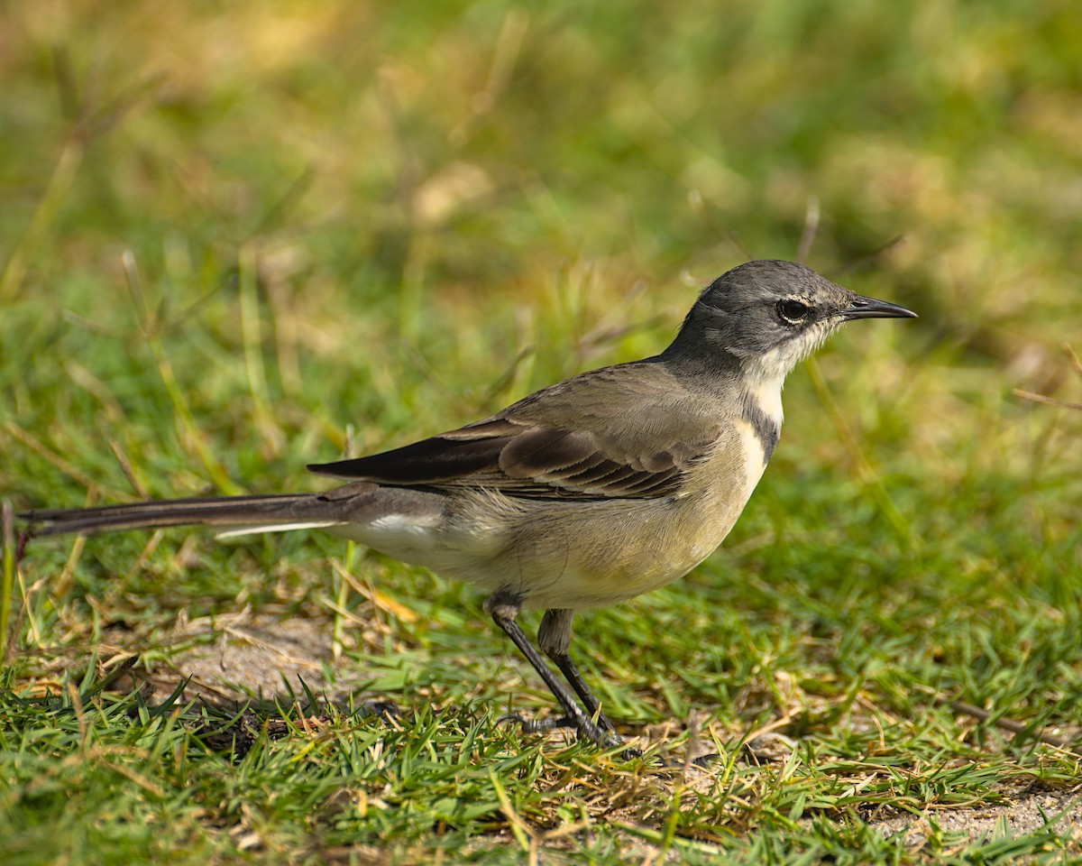 Cape Wagtail - ML638004280