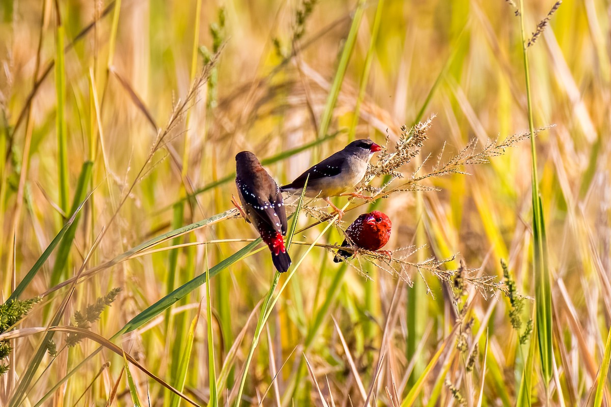Red Avadavat - ML638004286