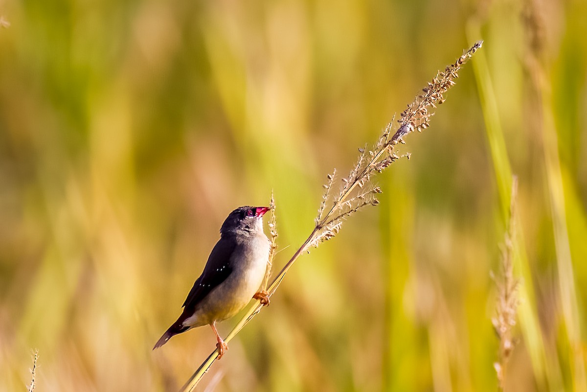 Red Avadavat - ML638004287