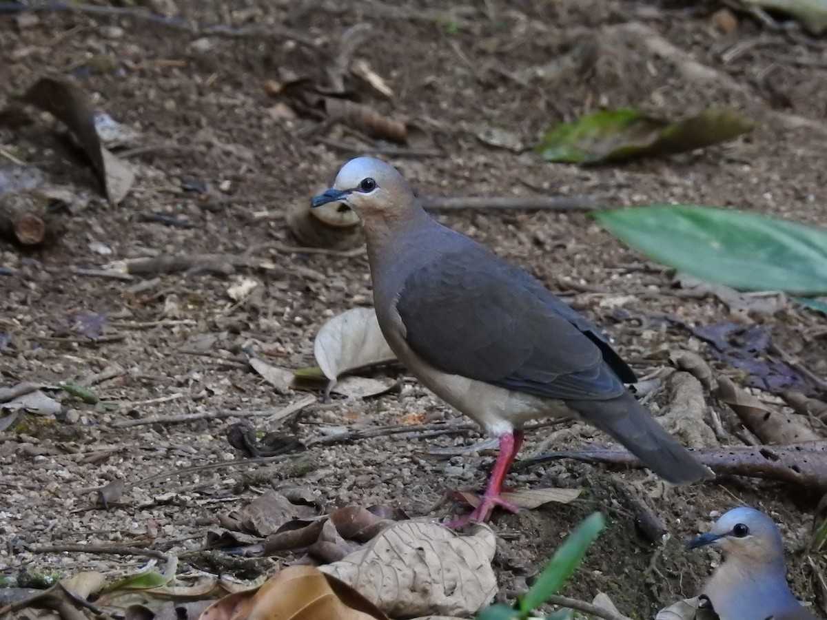 Gray-fronted Dove - ML638004291