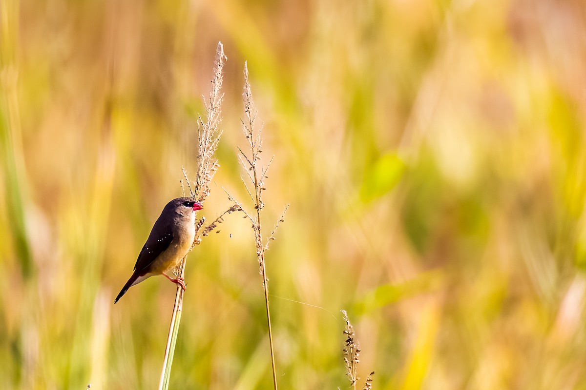 Red Avadavat - ML638004292