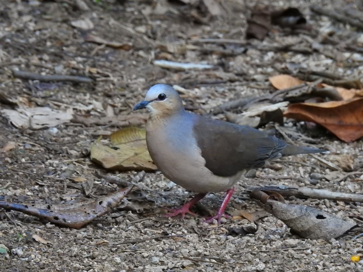 Gray-fronted Dove - ML638004297