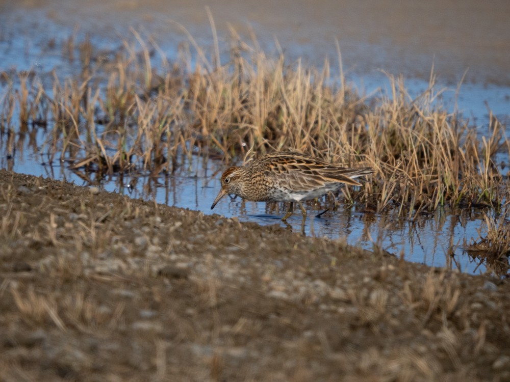 Sharp-tailed Sandpiper - ML638004298