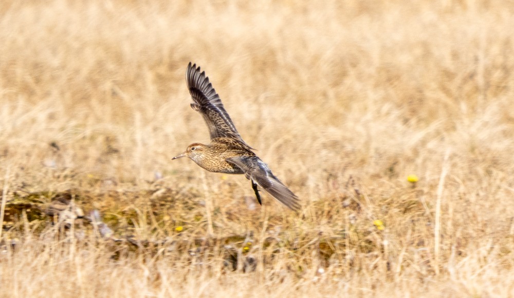 Sharp-tailed Sandpiper - ML638004299