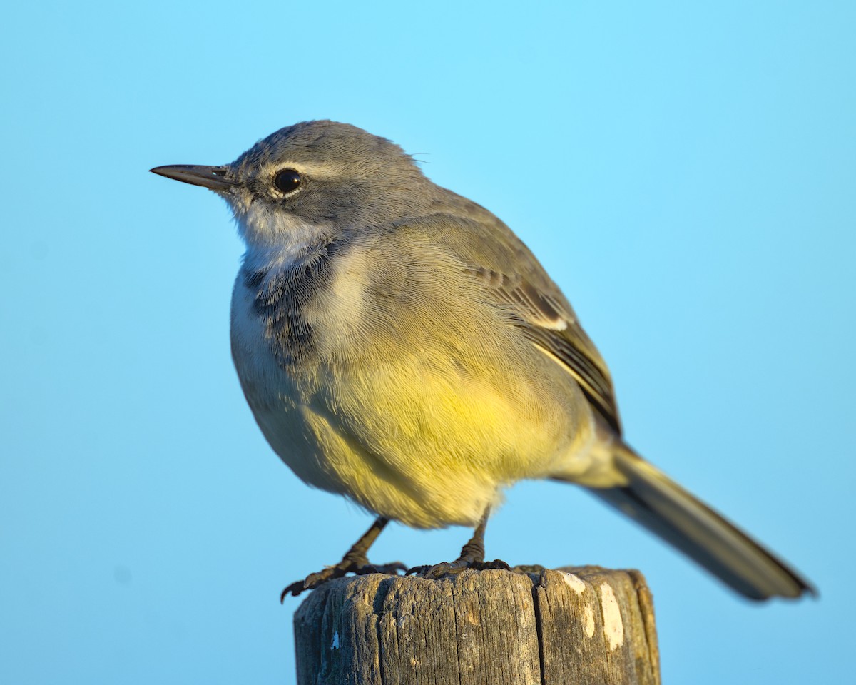 Cape Wagtail - ML638004313