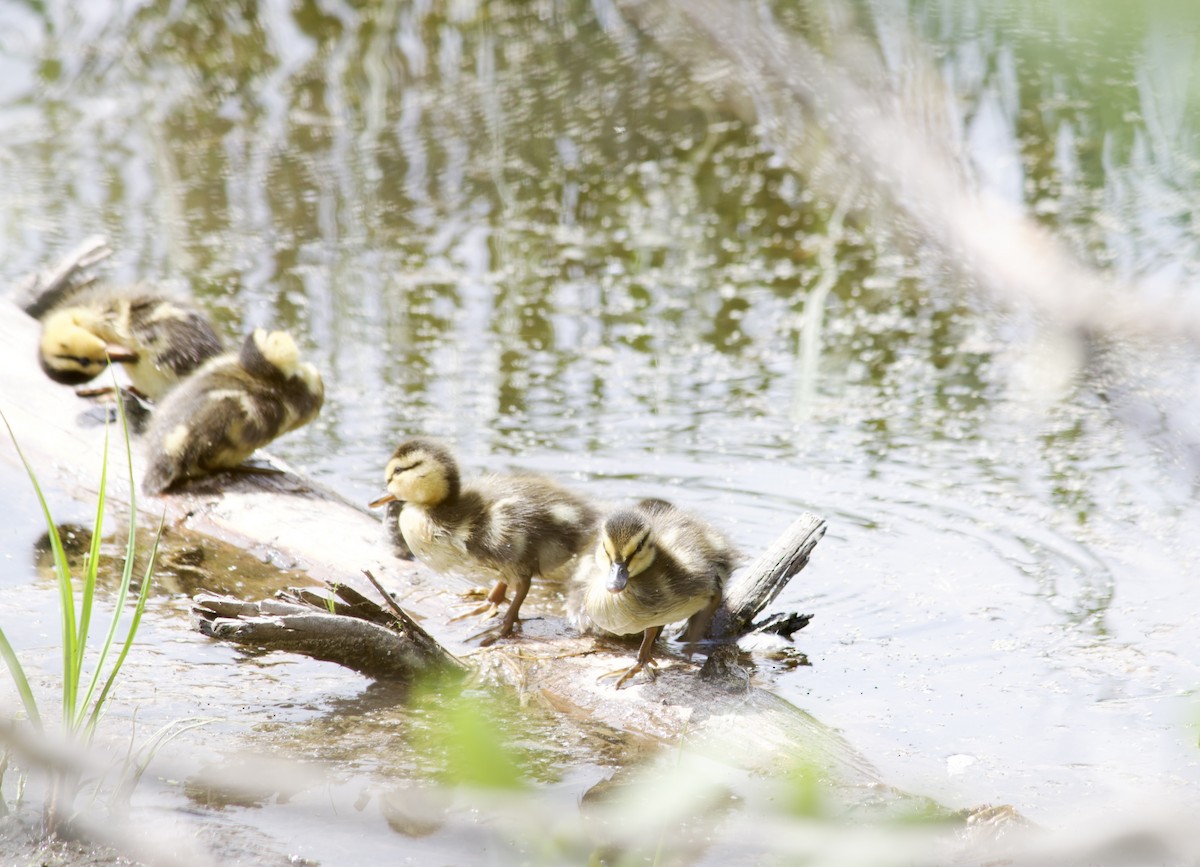 Mallard - ML638004315