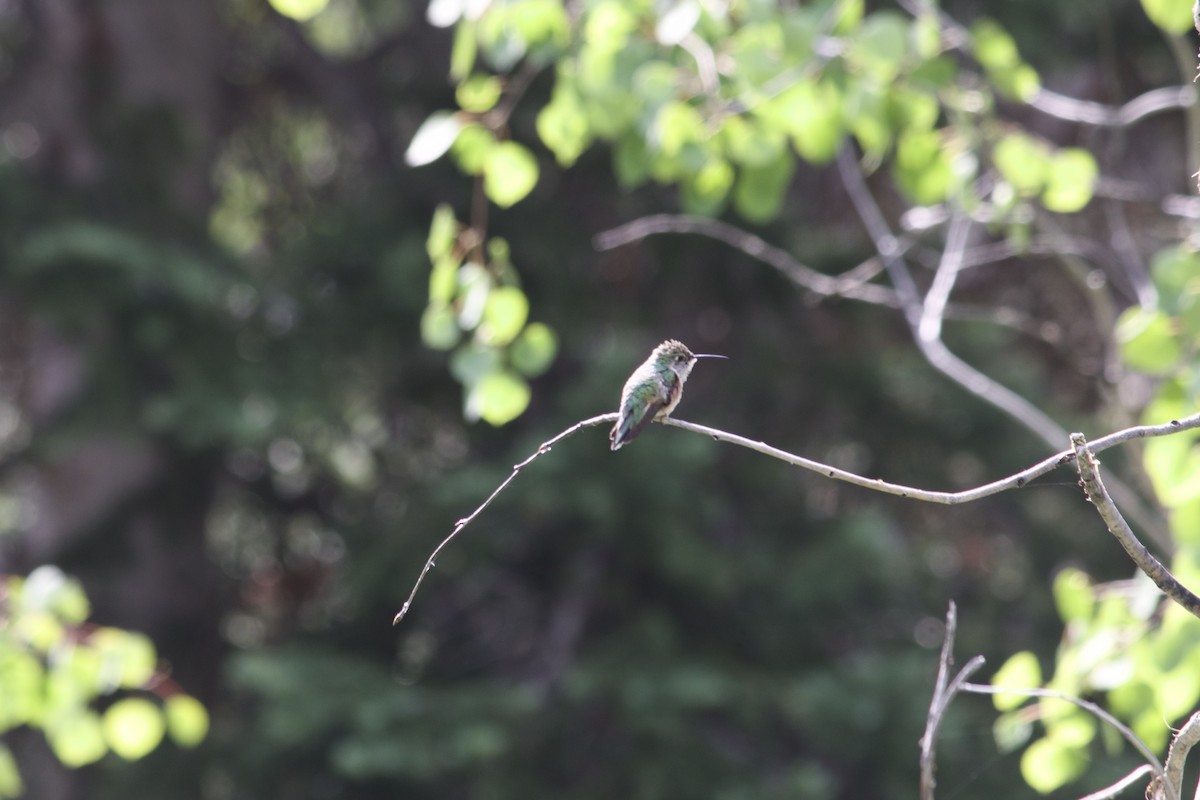 Broad-tailed Hummingbird - ML638004321