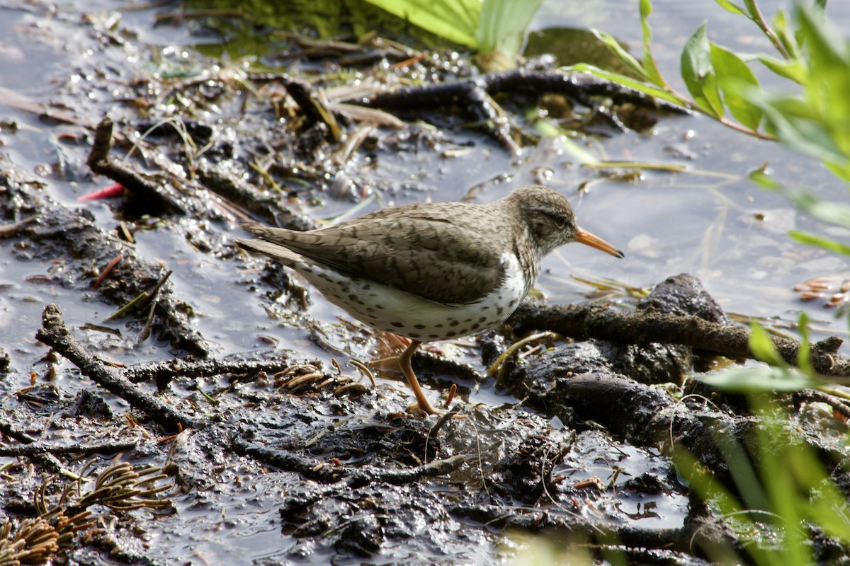 Spotted Sandpiper - ML638004329