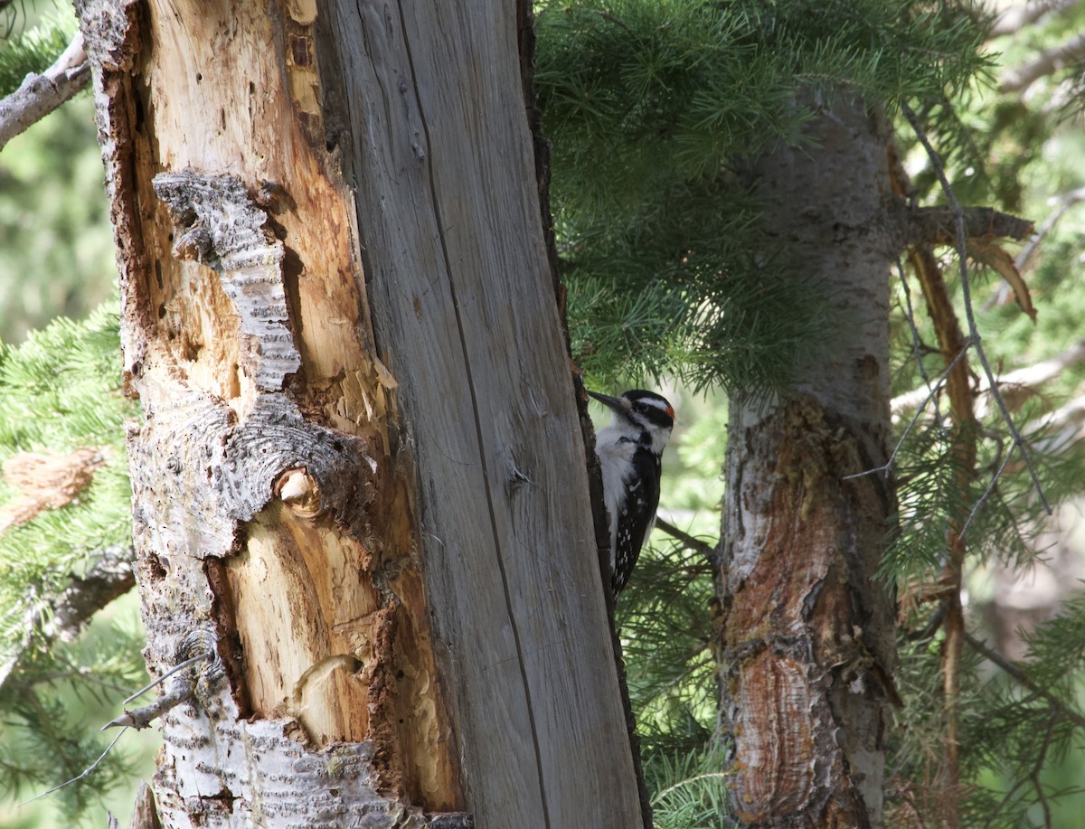 Hairy Woodpecker - ML638004339