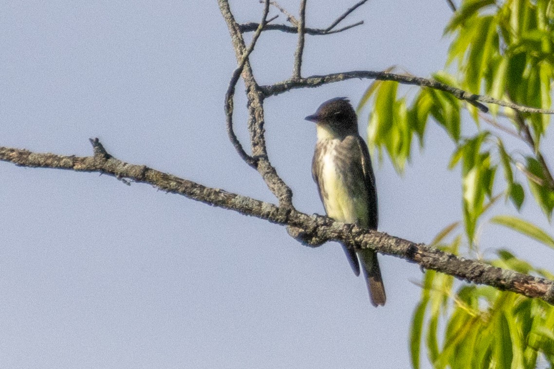 Olive-sided Flycatcher - ML638004346
