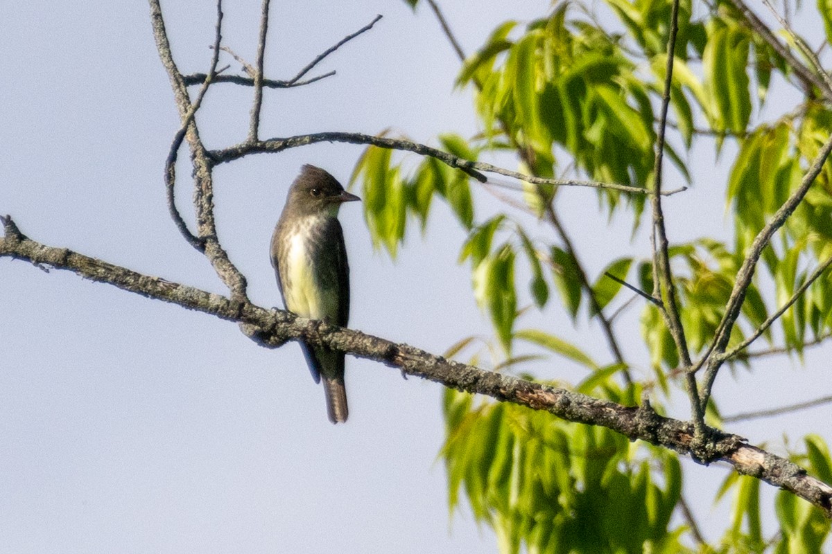 Olive-sided Flycatcher - ML638004347
