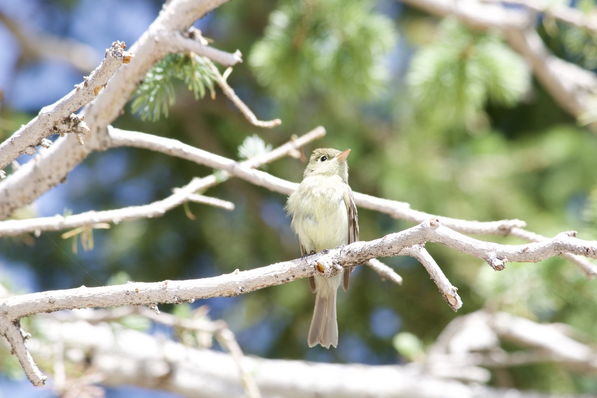Western Flycatcher - ML638004349