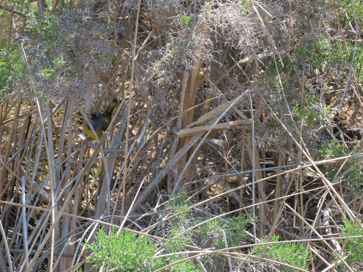 MacGillivray's Warbler - ML638004356