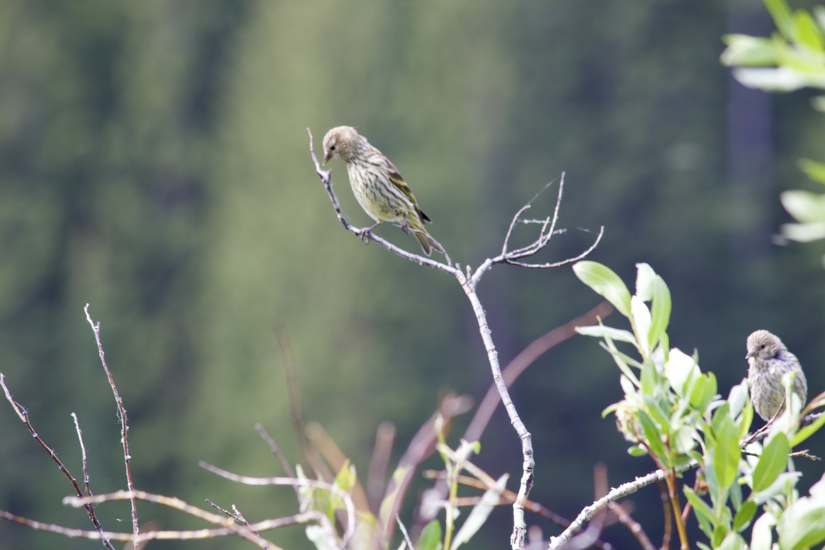 Pine Siskin - ML638004357