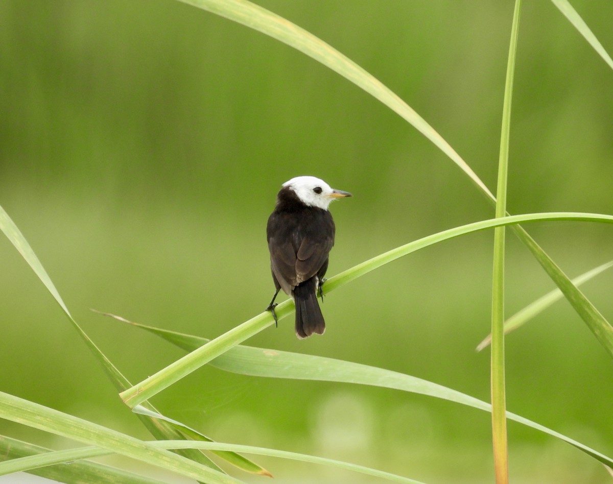 White-headed Marsh Tyrant - ML638004358