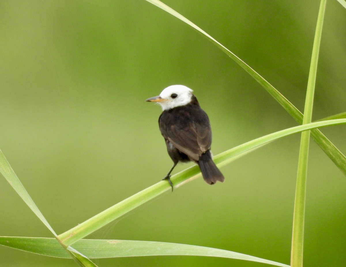 White-headed Marsh Tyrant - ML638004359