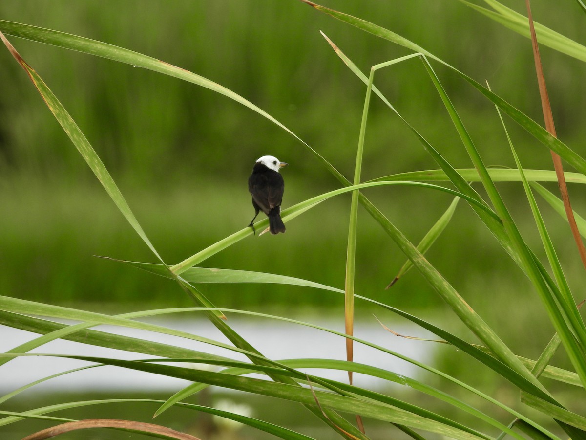 White-headed Marsh Tyrant - ML638004360