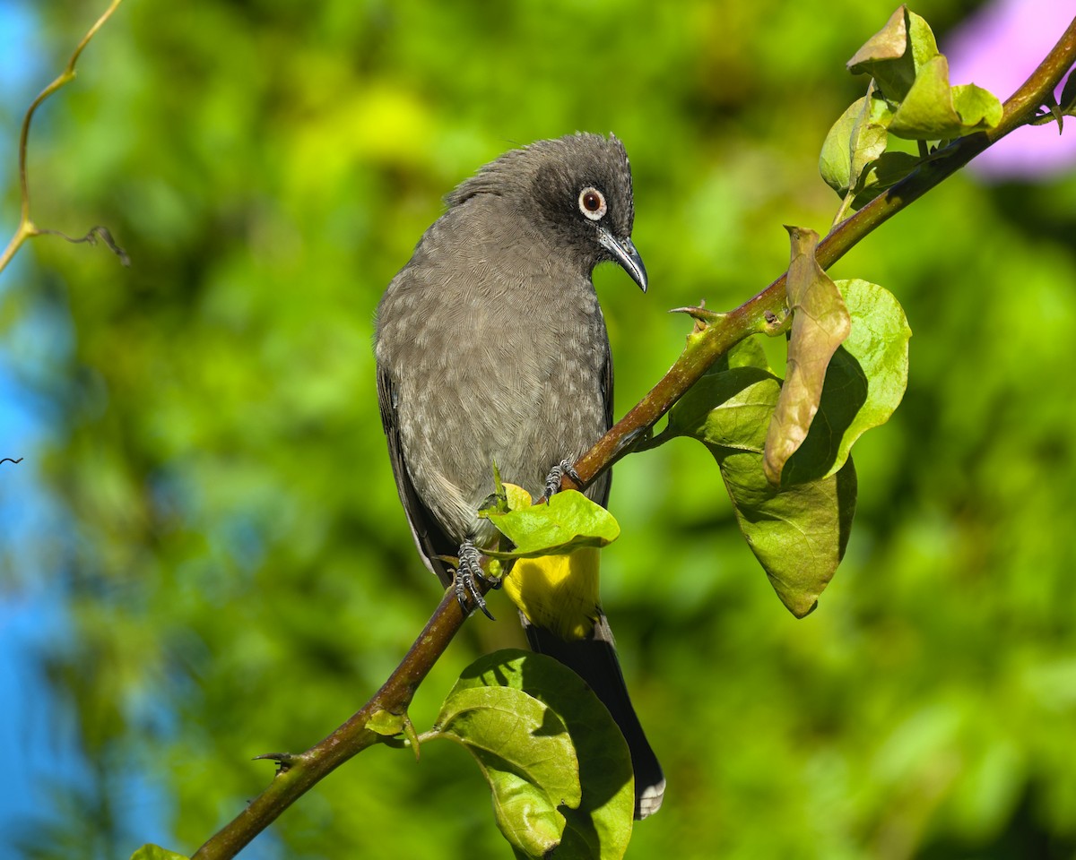 Cape Bulbul - ML638004368