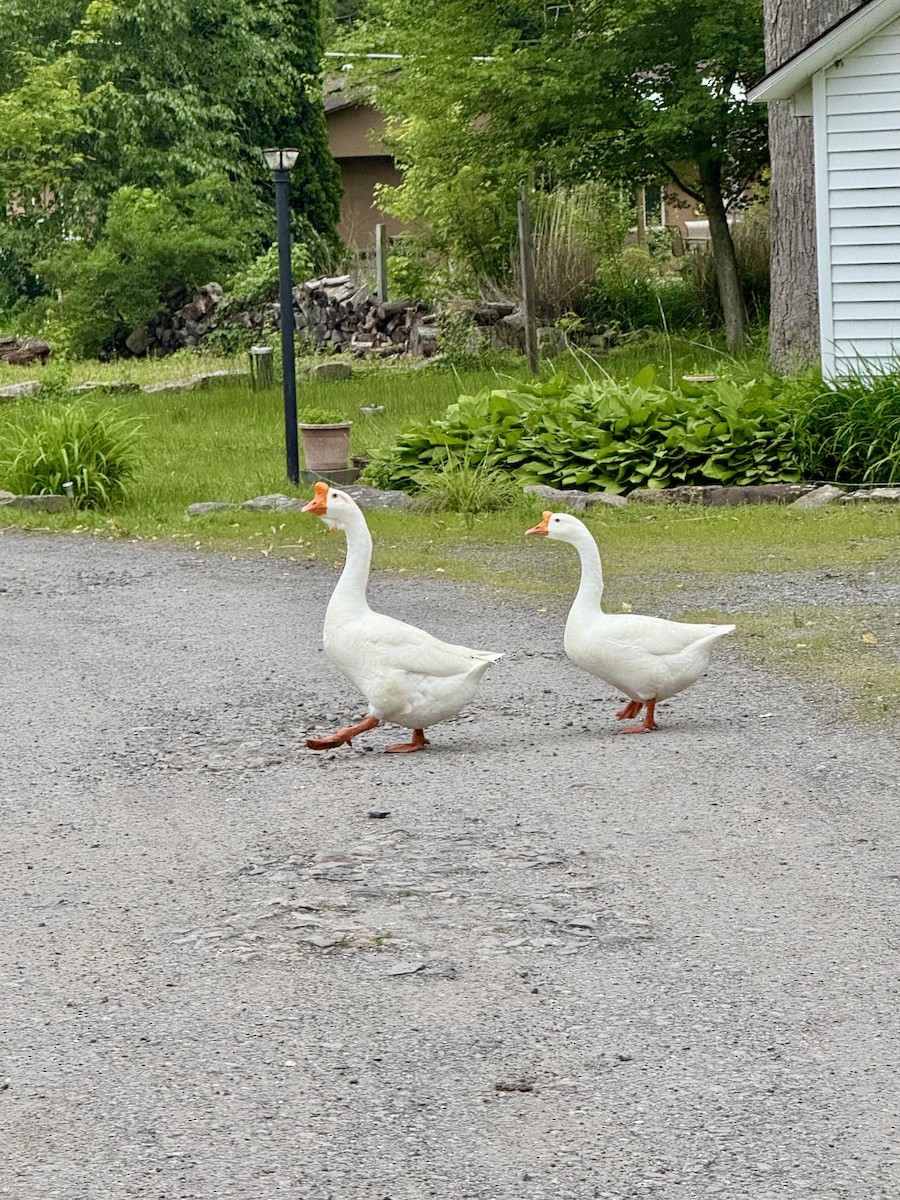 Domestic goose sp. (Domestic type) - ML638004369