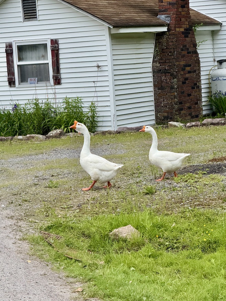 Domestic goose sp. (Domestic type) - ML638004370
