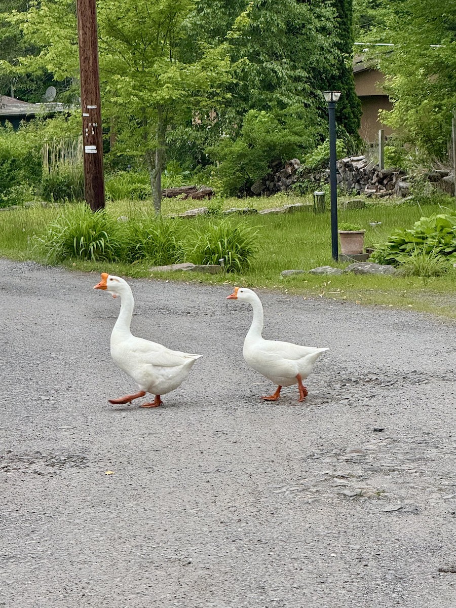 Domestic goose sp. (Domestic type) - ML638004371