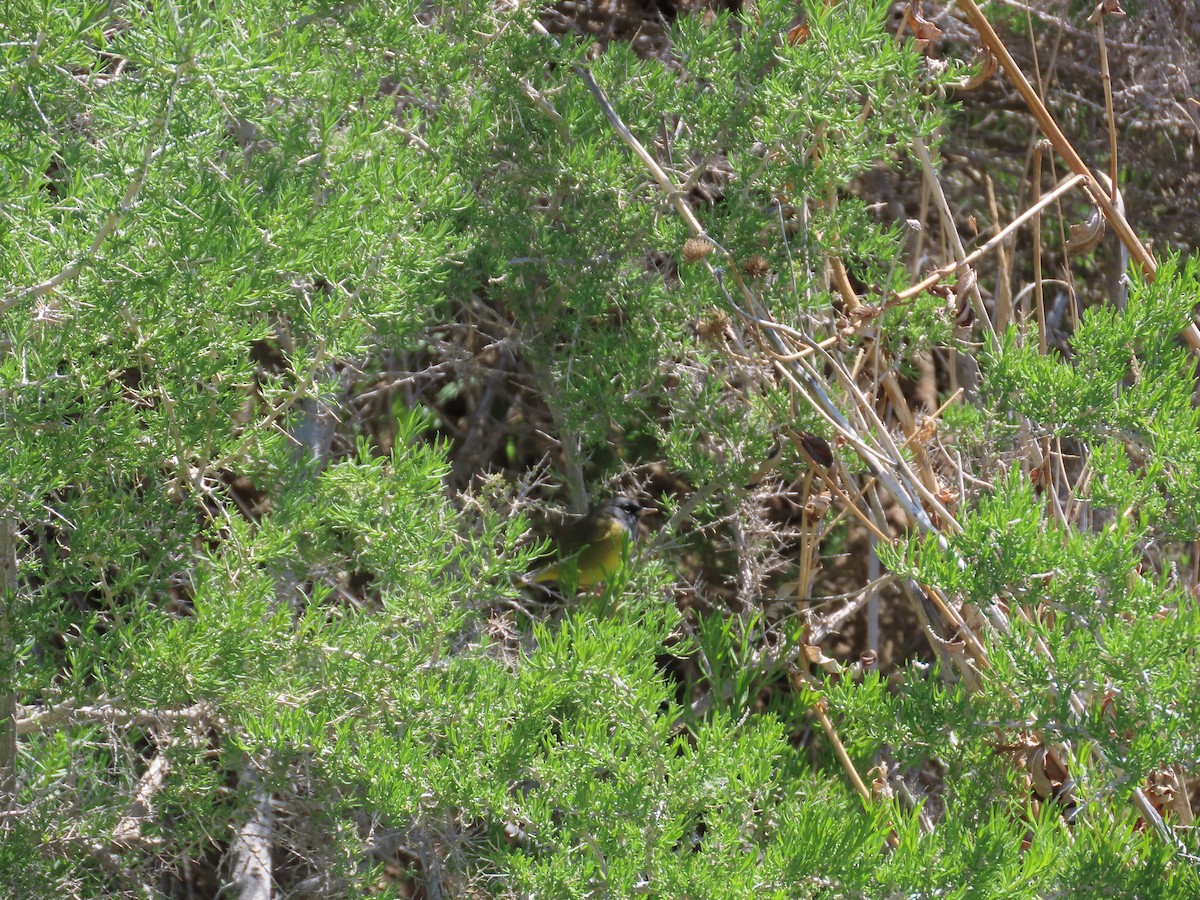 MacGillivray's Warbler - ML638004373