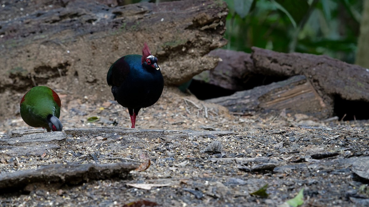 Crested Partridge - ML638004374