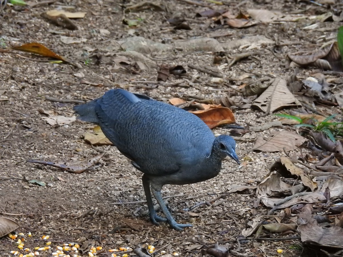 Gray Tinamou - ML638004397