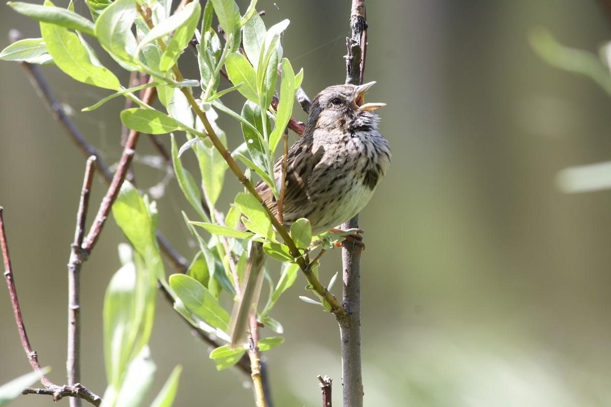 Lincoln's Sparrow - ML638004401