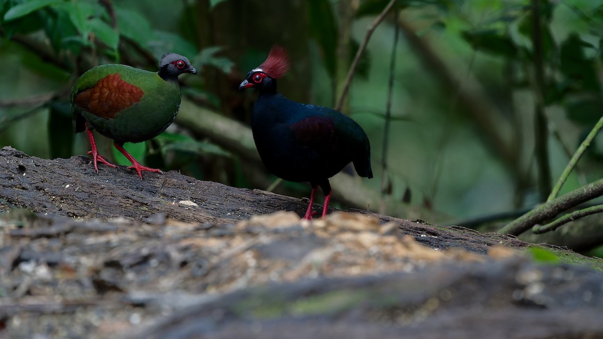Crested Partridge - ML638004404
