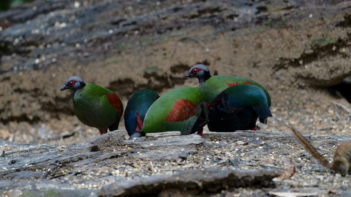 Crested Partridge - ML638004405
