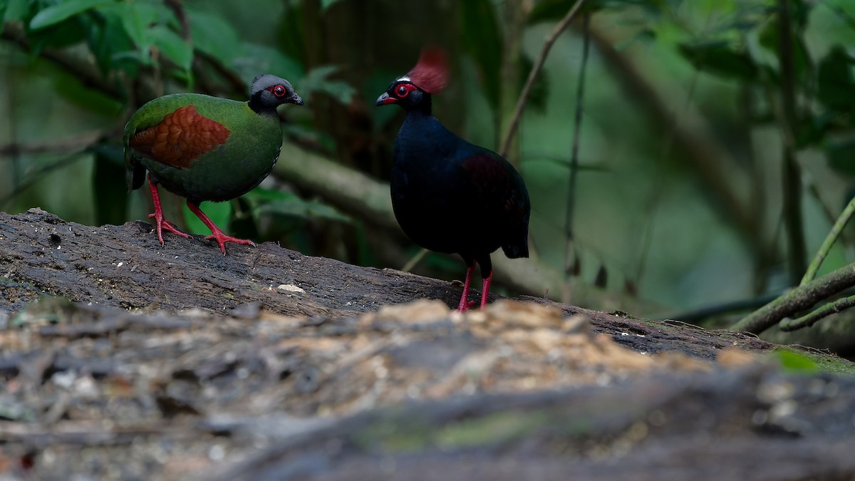 Crested Partridge - ML638004406