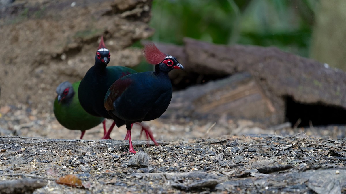Crested Partridge - ML638004407