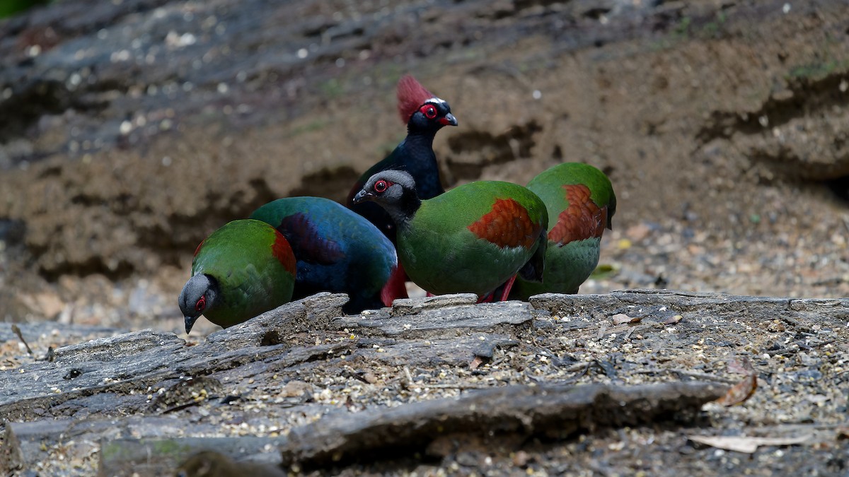 Crested Partridge - ML638004409
