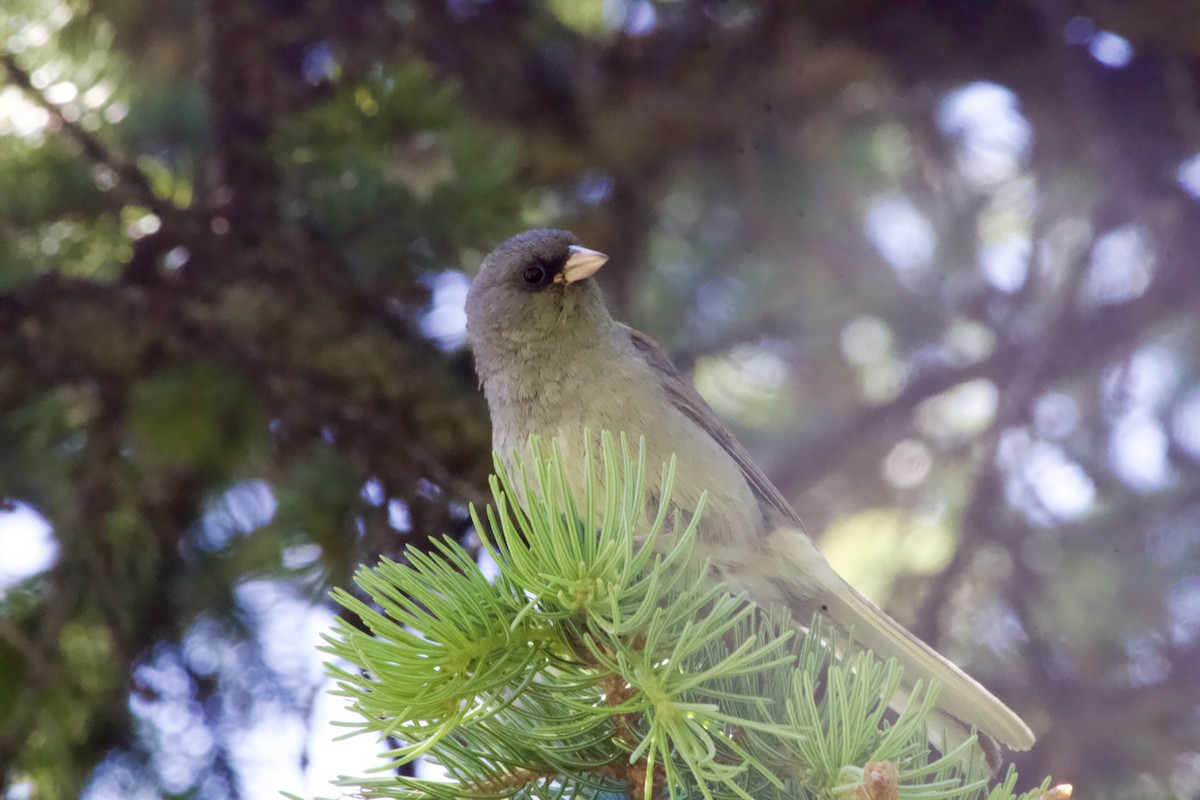 Dark-eyed Junco - ML638004416