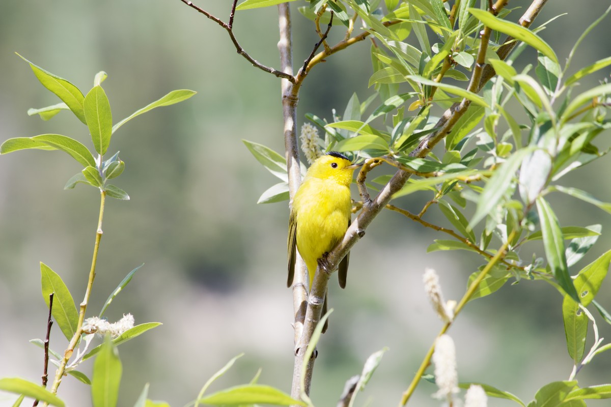 Wilson's Warbler - ML638004418