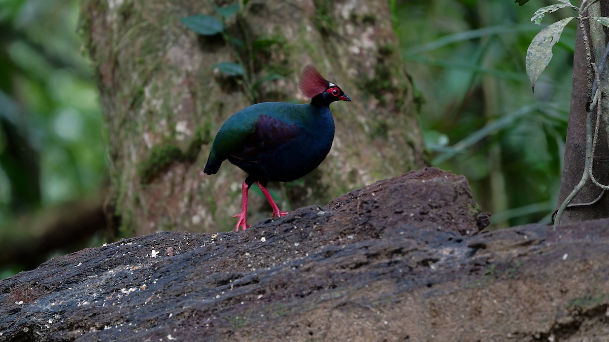 Crested Partridge - ML638004448